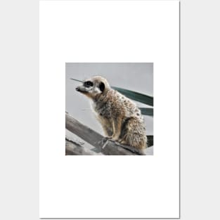 Meerkat Posters and Art